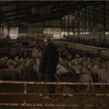Zorgvuldige controle van onze schapen in de stal