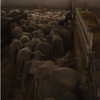 Wat de dieren ons leren 🐑